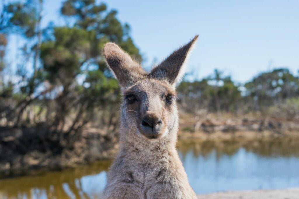 Australia es un país ideal y seguro para realizar viajes de turismo