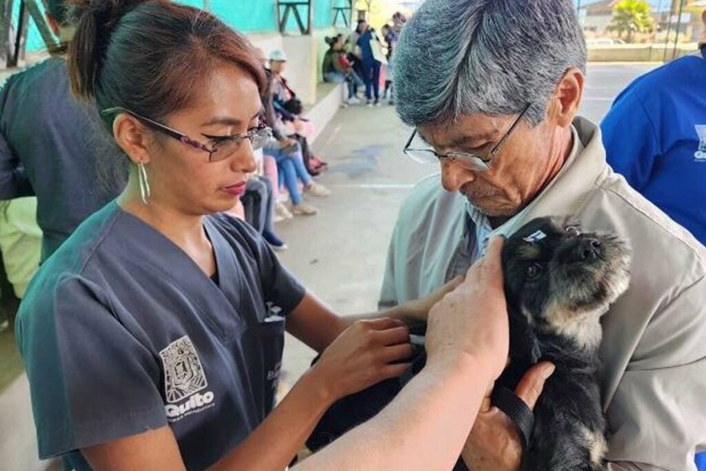 El servicio de esterilización y desparasitación es completamente gratuito. Foto: Municipio de Quito