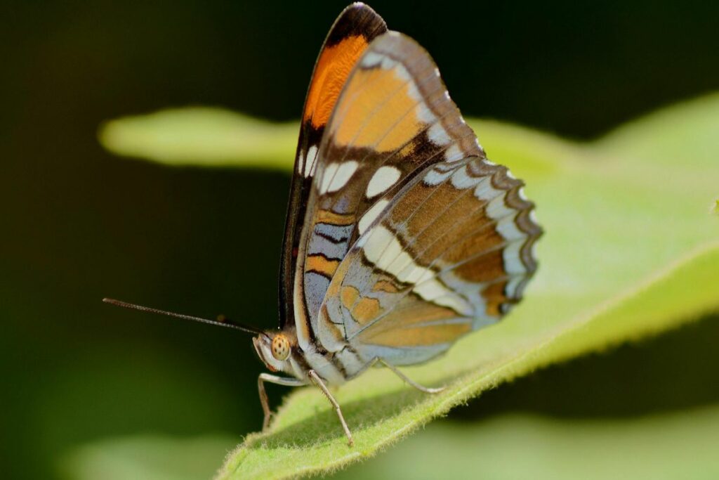 En el Jardín de Mariposas encontrarás alrededor de 1,000 animalitos voladores