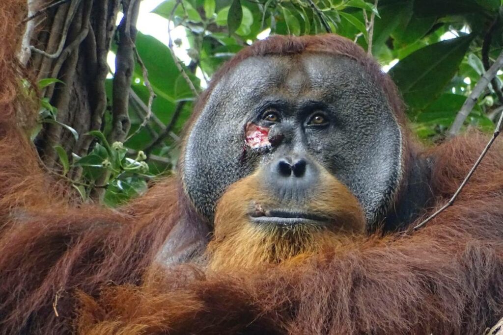 El orangután Rakus se curó una herida bajo el ojo con plantas medicinales