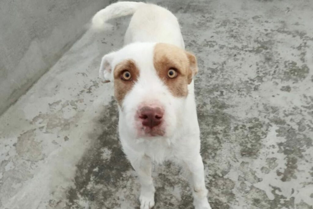 Conde se convirtió en el protagonista de una 'novela' de terror con final feliz luego de caer sobre el tendido eléctrico desde terraza de su casa. Foto: Unidad de Bienestar Animal