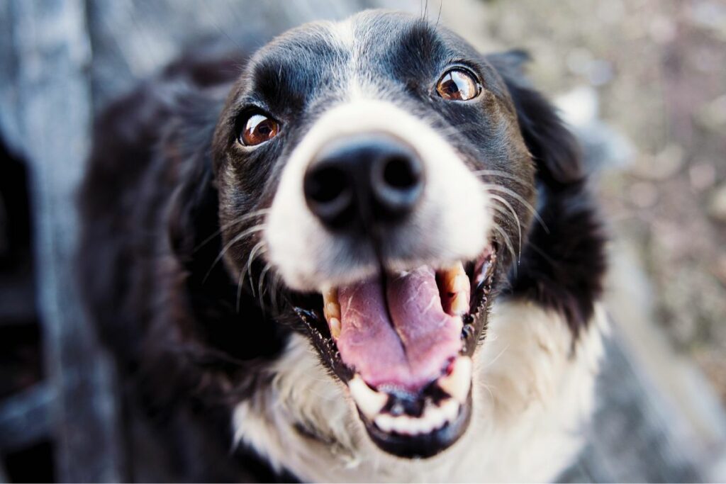 Los perros reaccionan ante palabras específicas. Foto: Pexels