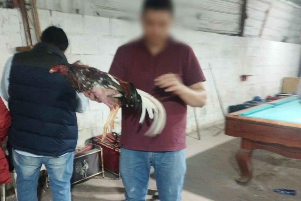 Imagen alusiva a la denuncia de actos de crueldad animal. Crédito de la imagen: X @UBA