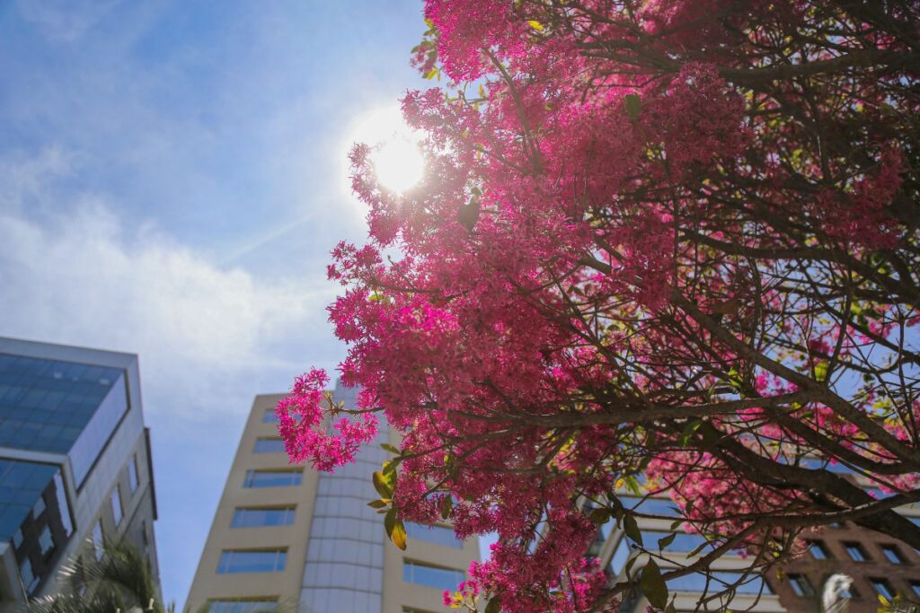 La naturaleza embellece las calles de la ciudad, a pesar de ser originarios de otra región