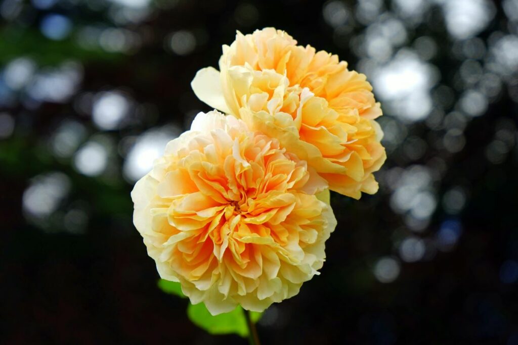 Hay una diversidad de flores amarillas en el mundo. Foto: Pexels