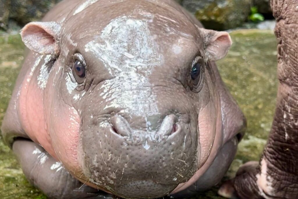 Imagen de un adorable hipopótamo pigmeo en el zoológico Khao Kheow, Tailandia