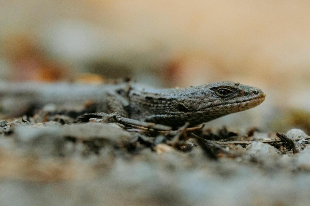 Imagen representativa de la fauna 'invisible' de Quito. Foto: Pexels