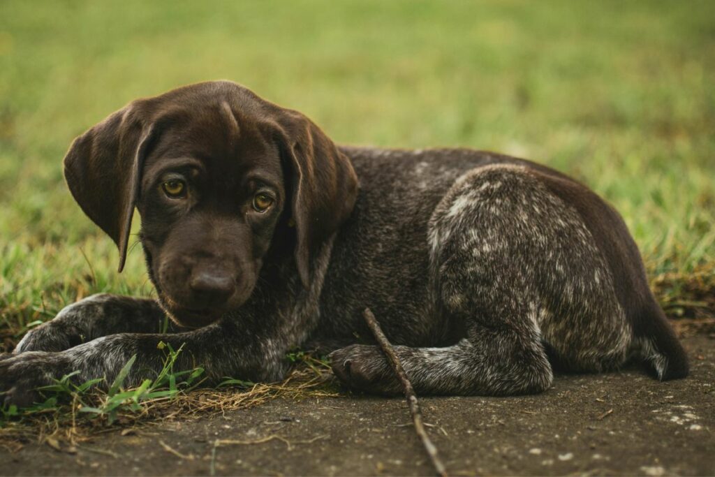 Prohibición de venta de animales en Quito