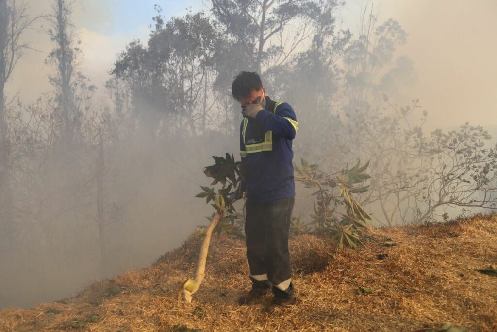 Imagen ilustrativa. Mayor parte de los incendios en bosques son originados por el ser humano. Autor: Julio Estrella