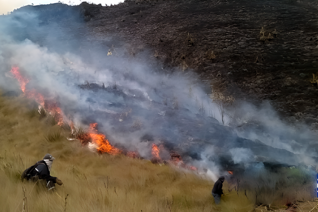 Foto representativa de incendio forestal