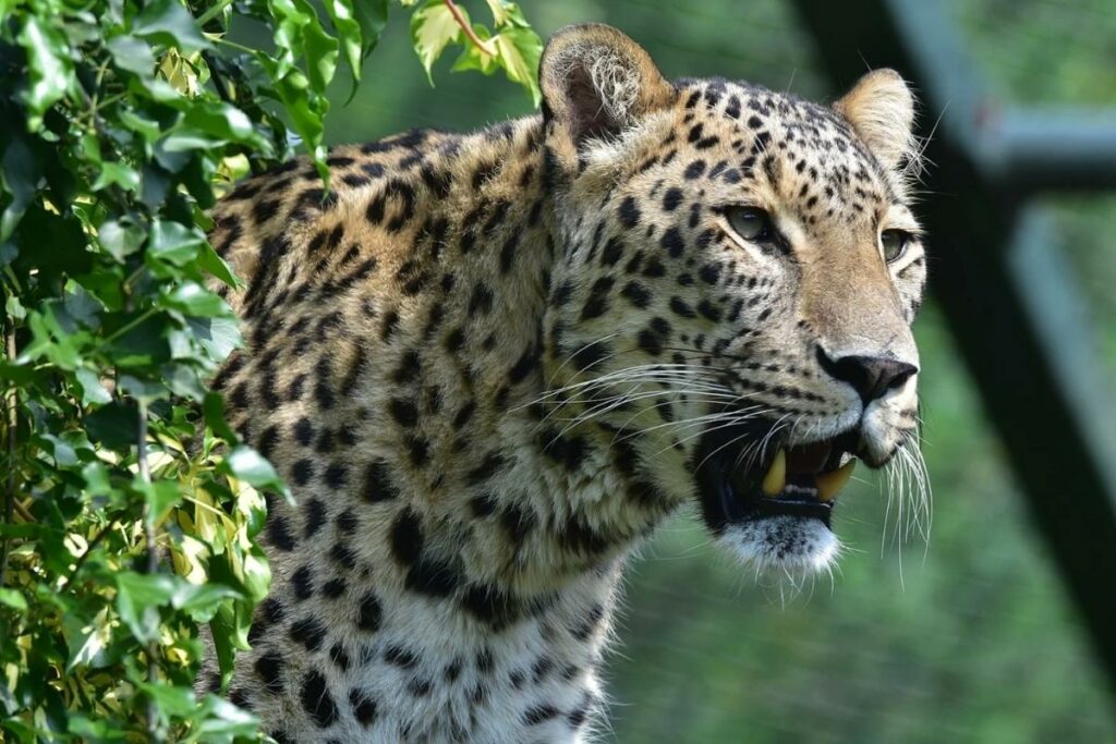 Leopardo en Turquía